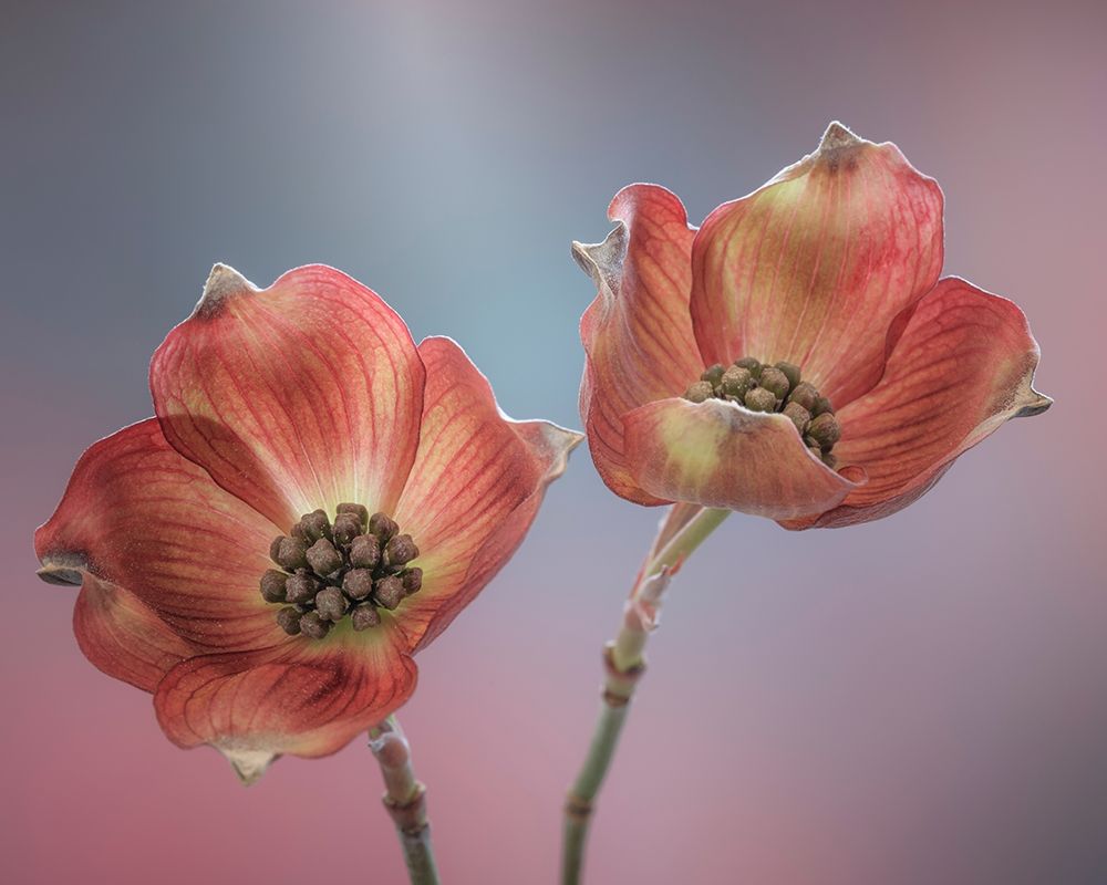 Washington State-Seabeck Close-up of dogwood blossoms